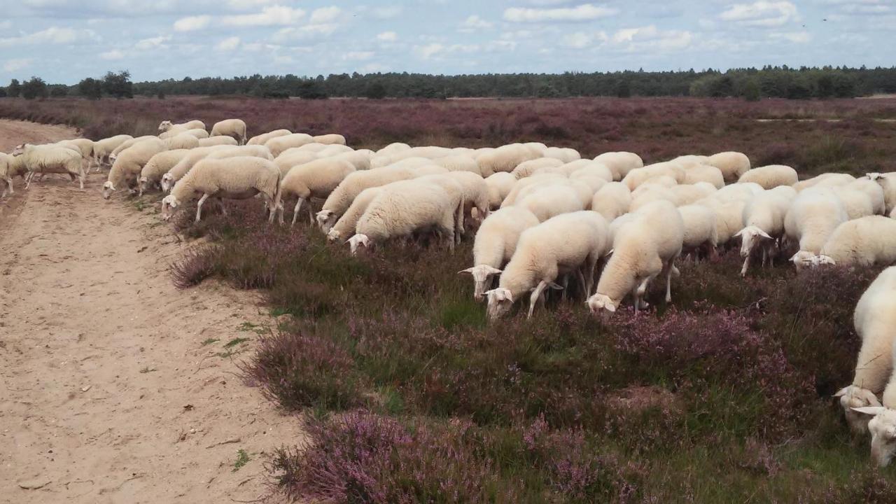 Poort Van De Veluwe 福尔特赫伊曾 外观 照片