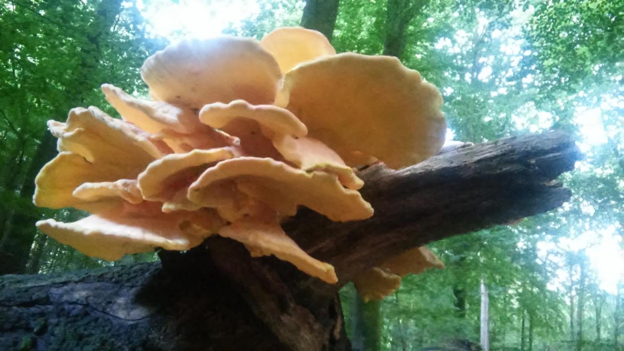 Poort Van De Veluwe 福尔特赫伊曾 外观 照片